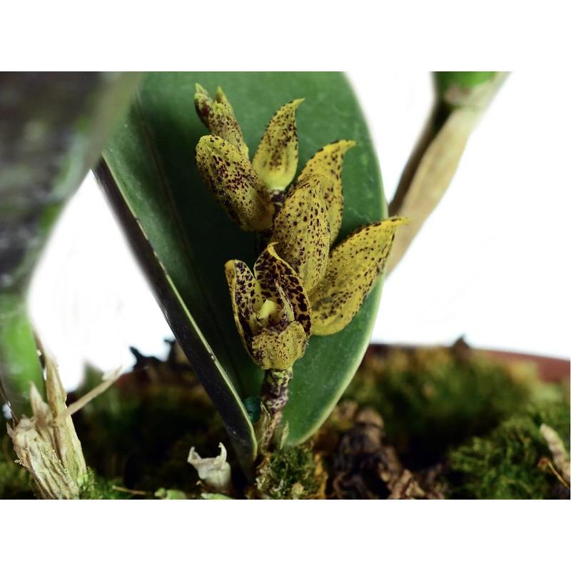 Acianthera johnsonii