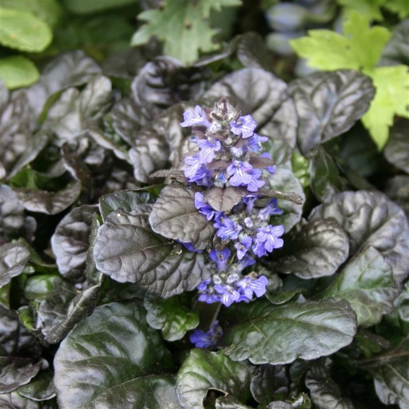 Ajuga ‘Black Scallop’ (P)|3 x Plug Plants|6 x Plug Plants|1 x 9cm pot|3 x 9cm pots