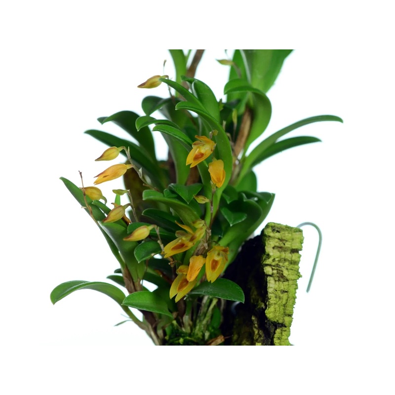 Andinia spiralis