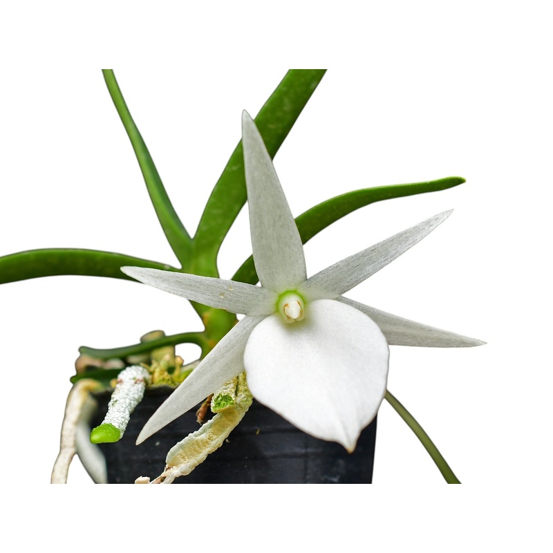 Angraecum Ecuagenera