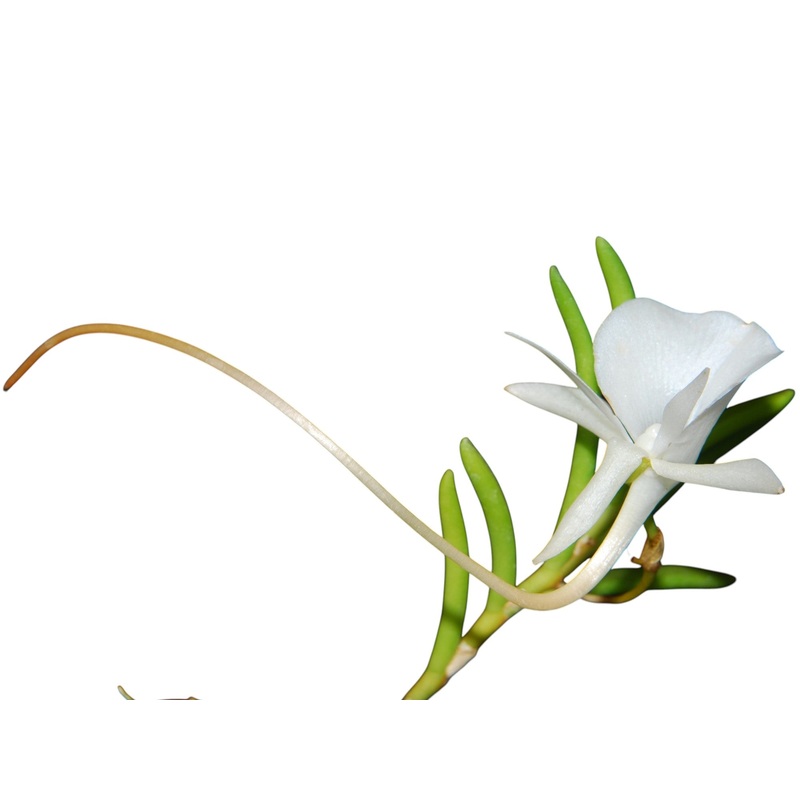 Angraecum scottianum