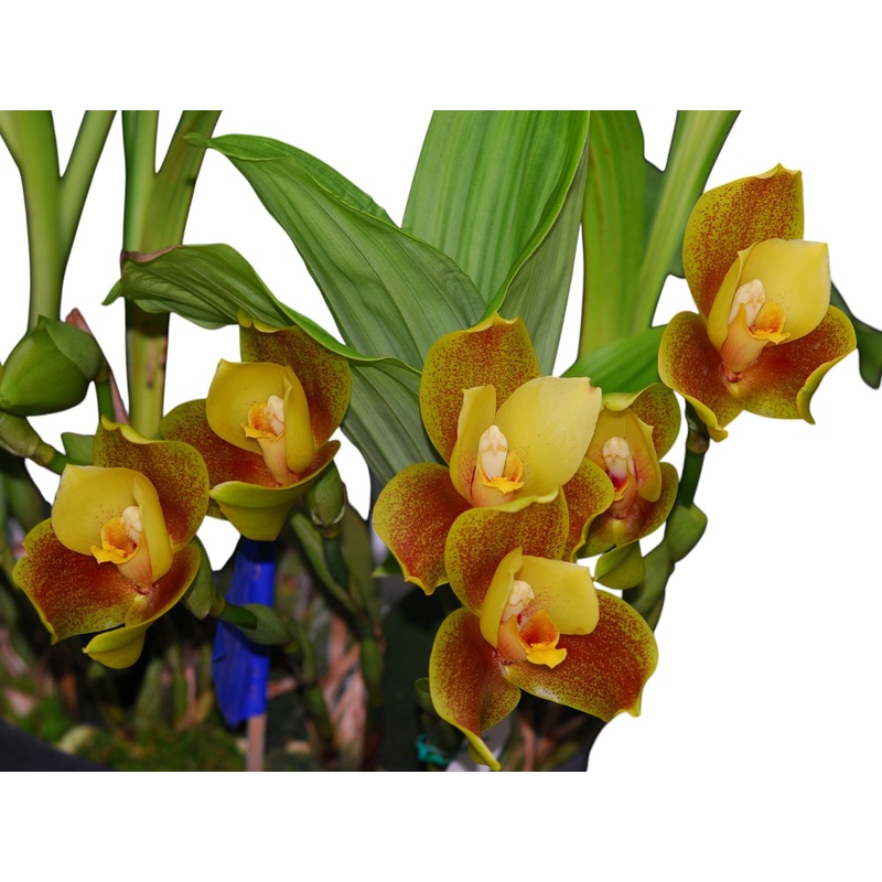 Angulocaste Joiceyi