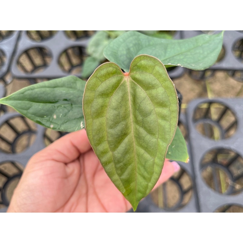 Anthurium Crystal Sky x Anthurium luxurians (XS)