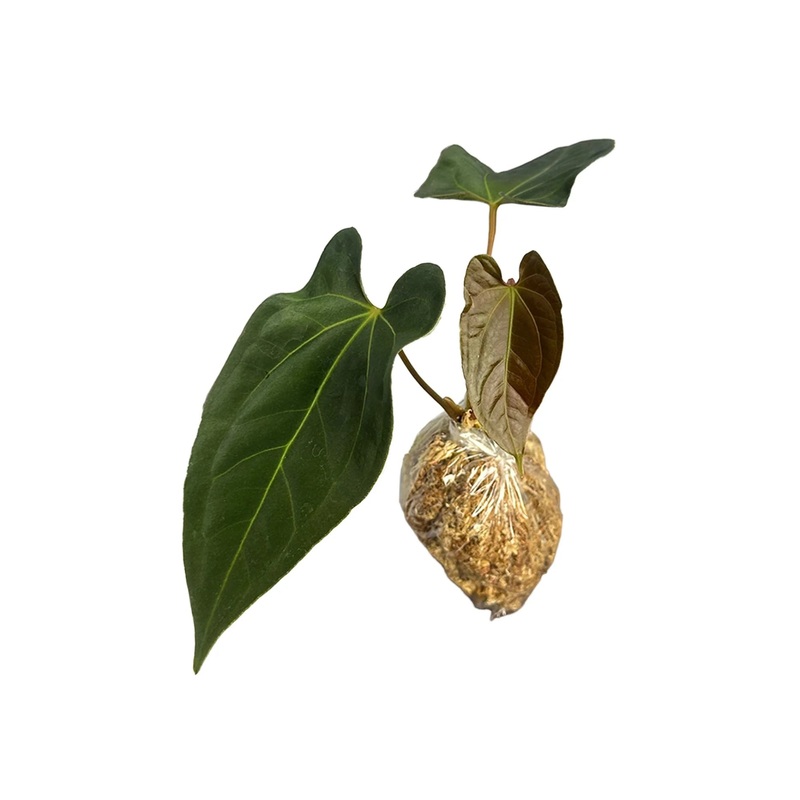 Anthurium Eureka x Anthurium papillilaminum (s)