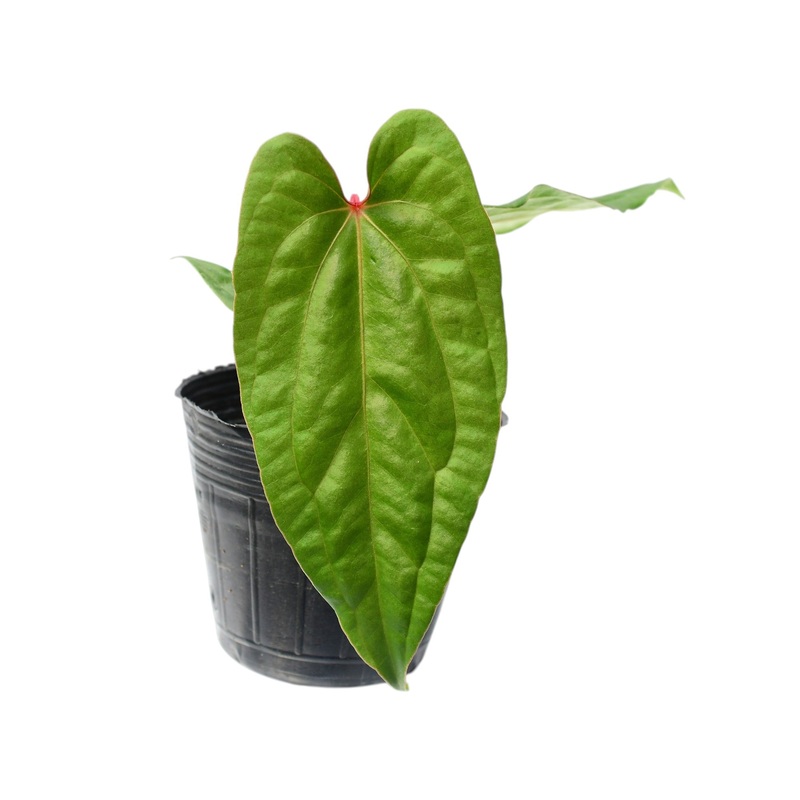 Anthurium Ingrid de Portilla ‘Inverse crossing’ (S)