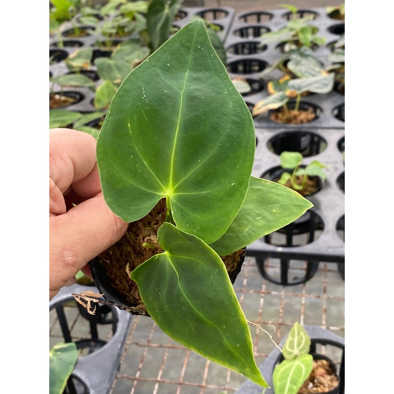 Anthurium Nebula Silky