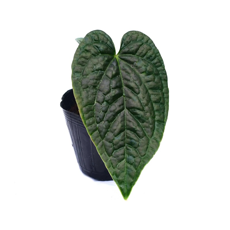 Anthurium Obsidian Moth