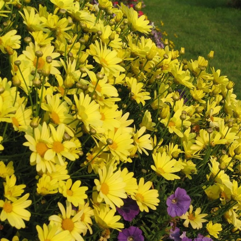 Argyranthemum ‘Cornish Gold’  – comm. Marguerite