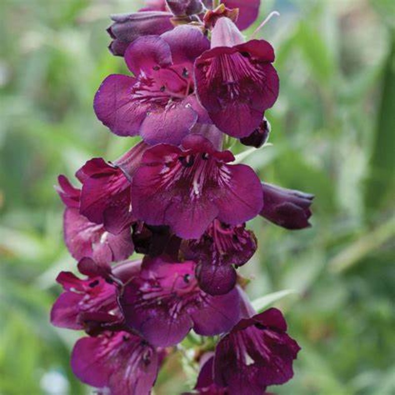 Beardtongues – PENSTEMON ‘Blackberry’