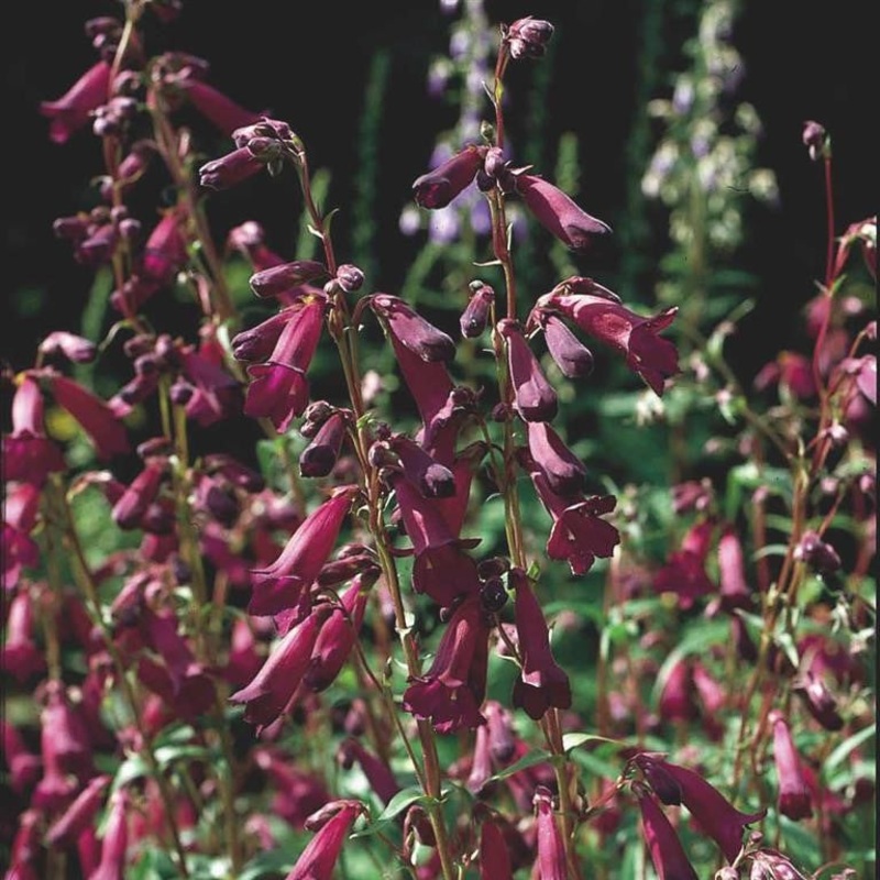 Beardtongues – PENSTEMON ‘Blackbird’