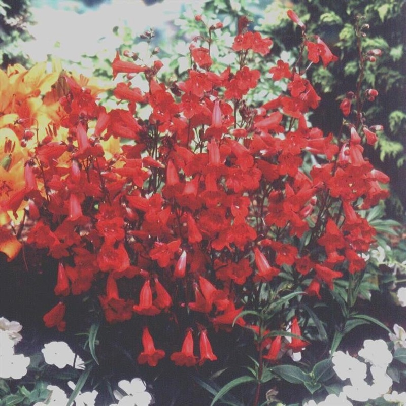 Beardtongues – PENSTEMON ‘Firebird’