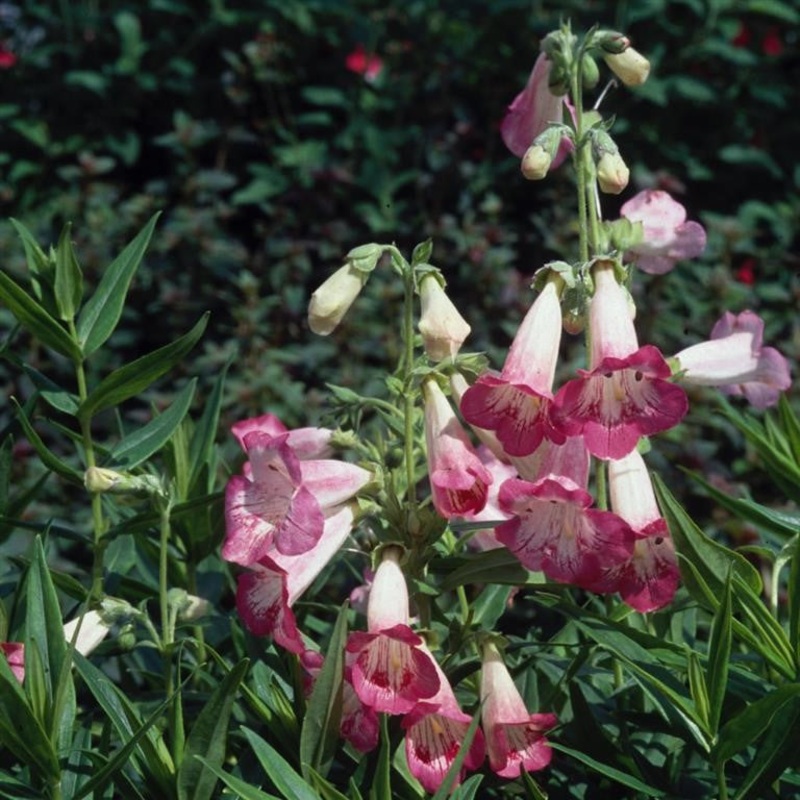 Beardtongues – PENSTEMON ‘Flamingo’