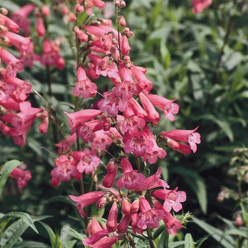 Beardtongues – PENSTEMON ‘Hewell’s Pink’