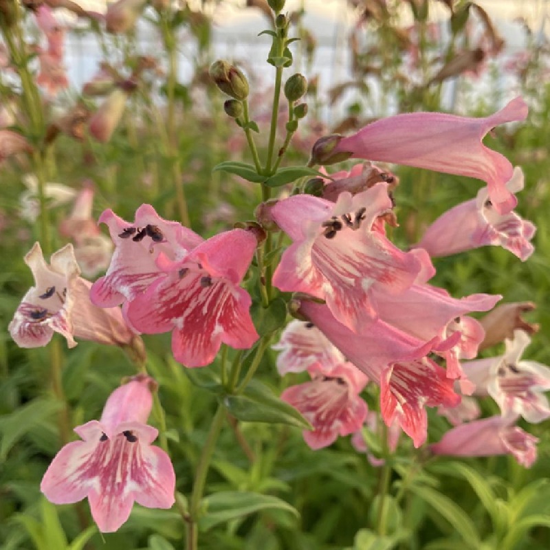 Beardtongues – PENSTEMON ‘Hidcote Pink’