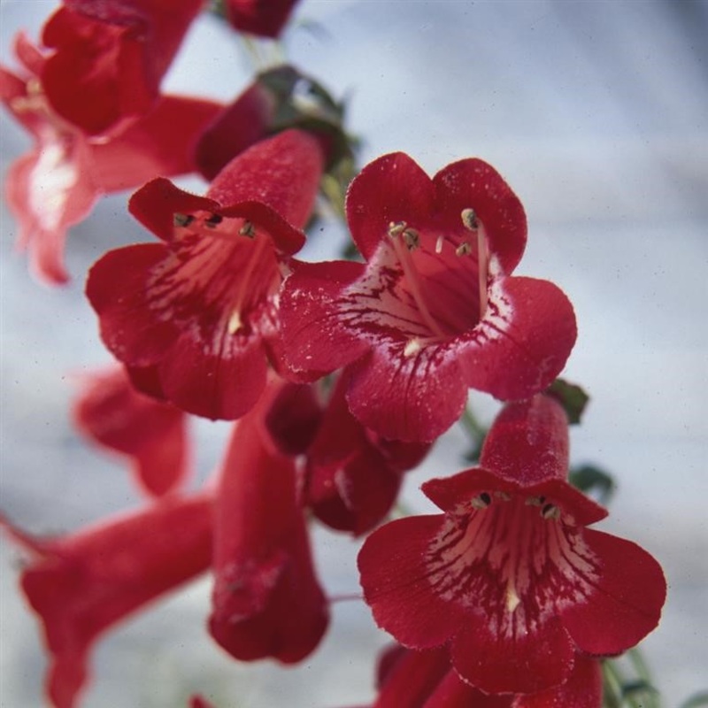 Beardtongues – PENSTEMON ‘King George’