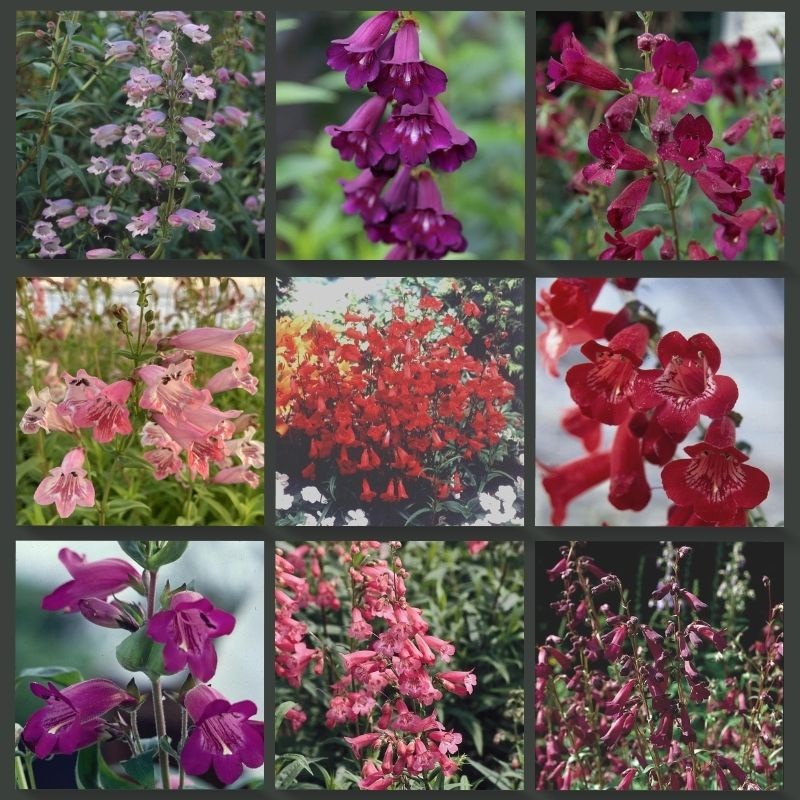 Beardtongues – PENSTEMON ‘Mixed Varieties’