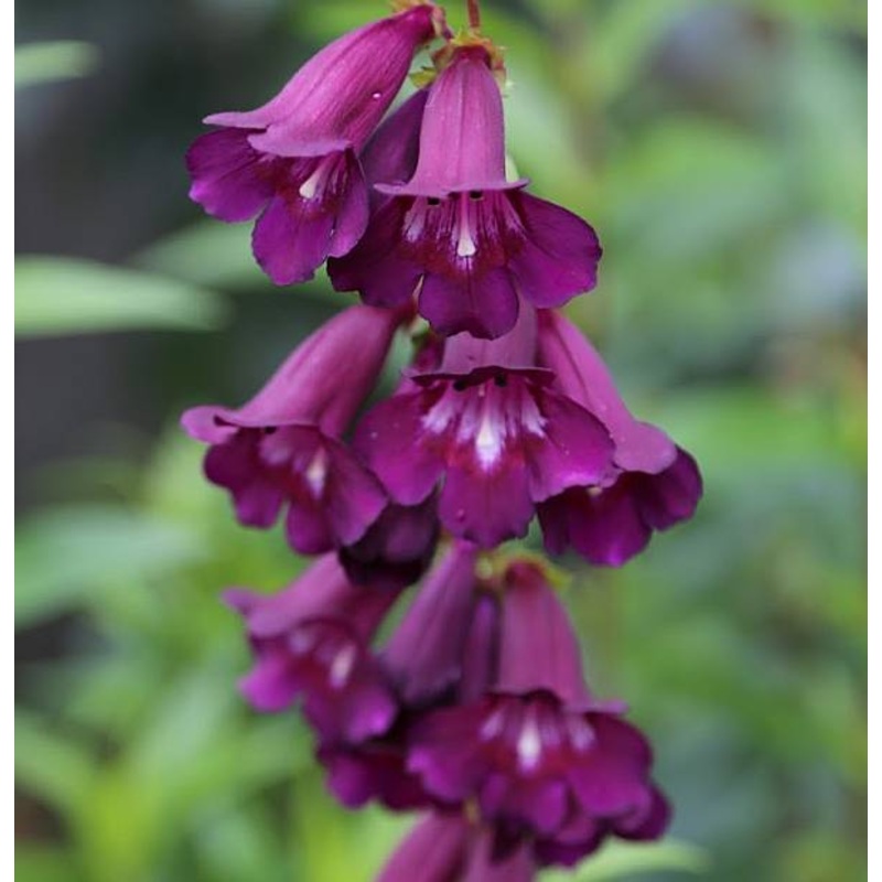 Beardtongues – PENSTEMON ‘Raven’