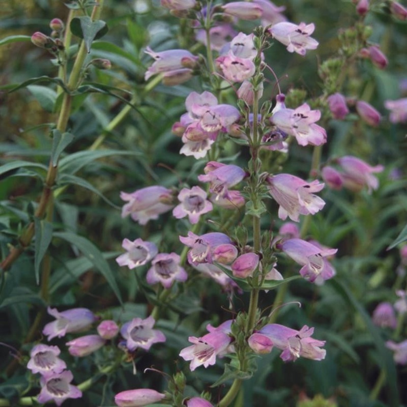 Beardtongues – PENSTEMON ‘Sour Grapes’