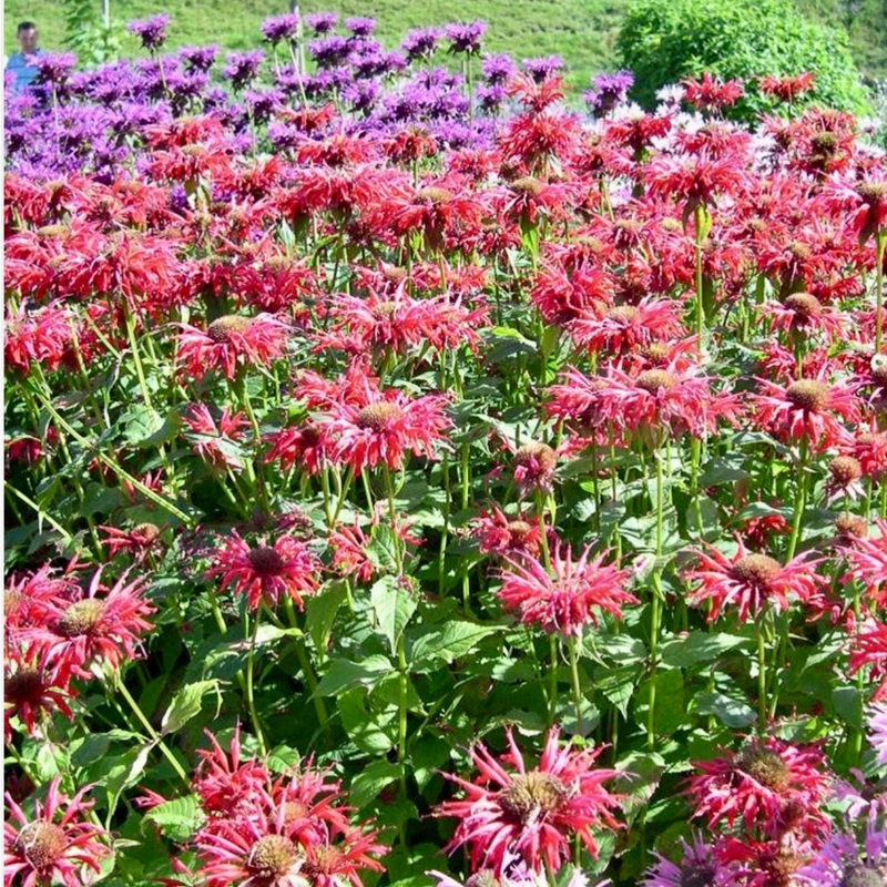 Bergamot, Bee Balm – MONARDA ‘Cambridge Scarlet’