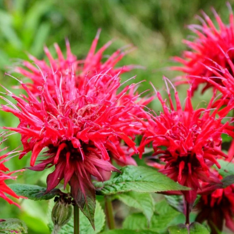 Bergamot, Bee Balm – MONARDA didyma ‘Red Shades’