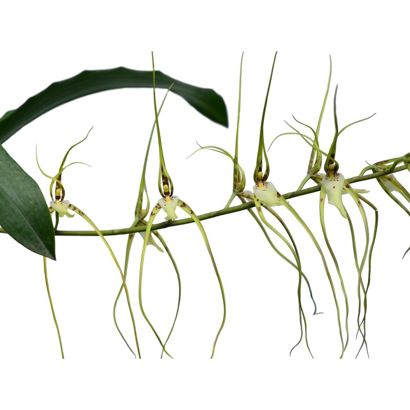 Brassia arcuigera