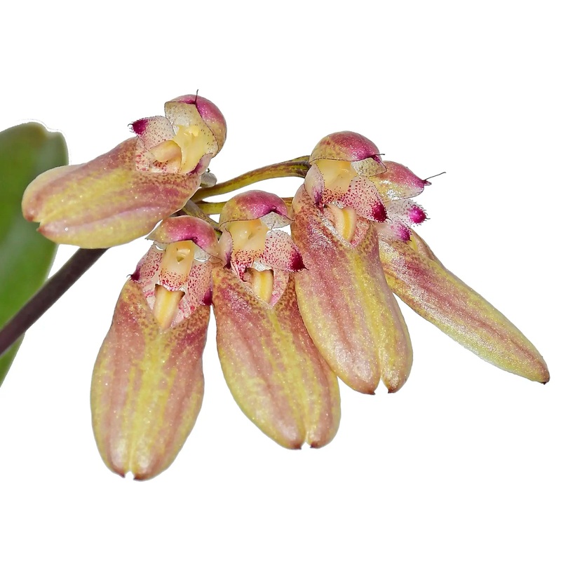 Bulbophyllum blaoense