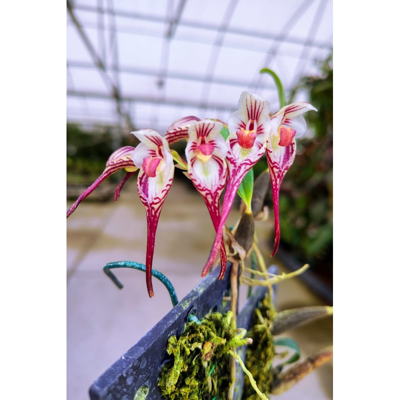Bulbophyllum emarginatum