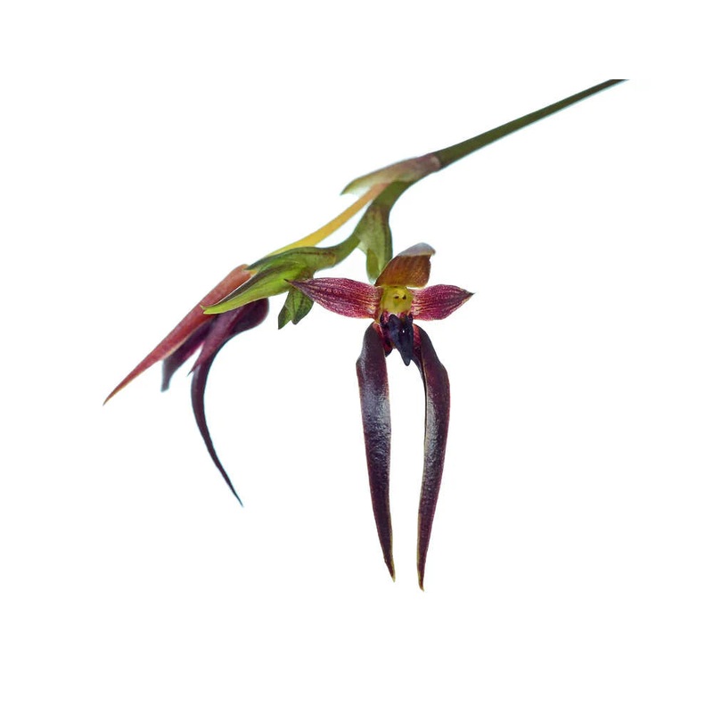 Bulbophyllum levanae