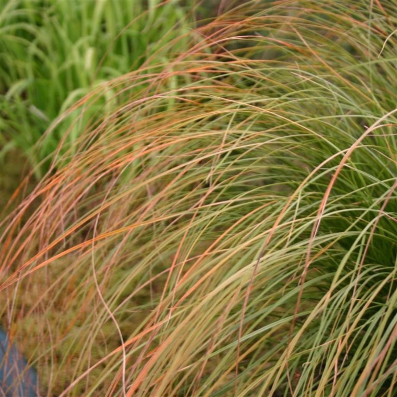 Carex testacea|3 x Plug Plants|6 x Plug Plants|1 x 9cm pot|3 x 9cm pots