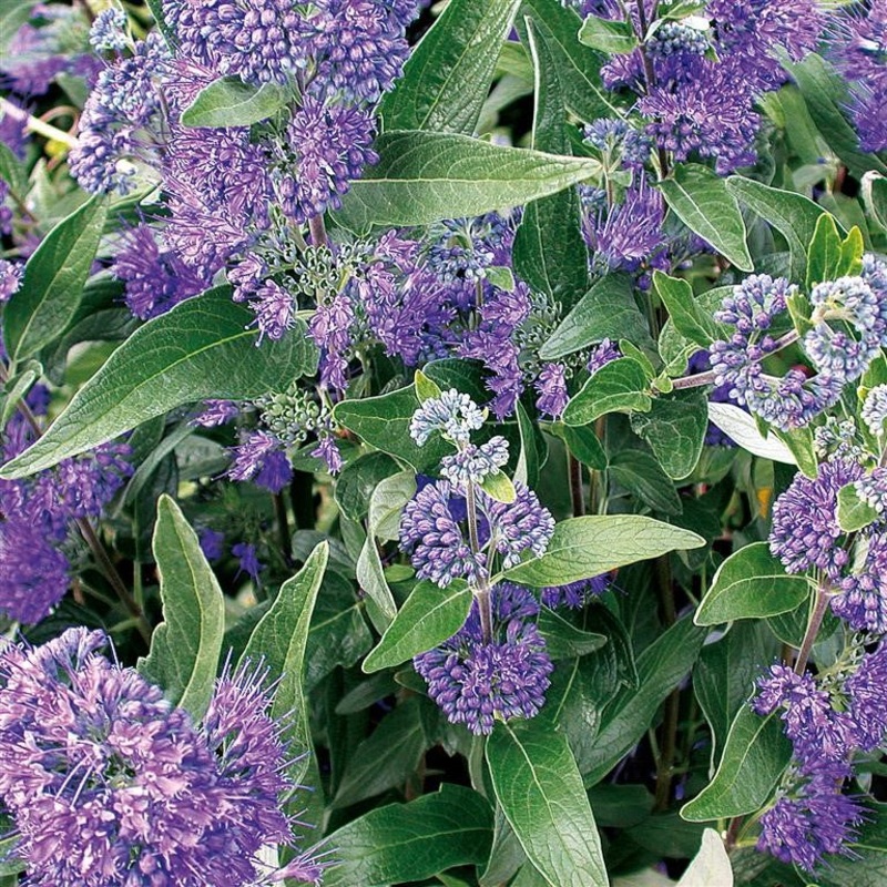 Caryopteris ‘Dark Knight’|3 x Plug Plants|6 x Plug Plants|1 x 9cm pot|3 x 9cm pots