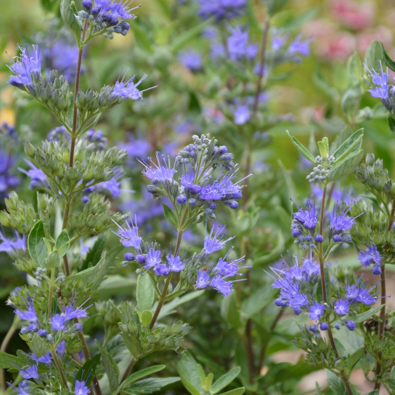 Caryopteris ‘First Blue’ (P)|3 x Plug Plants|6 x Plug Plants|1 x 9cm pot|3 x 9cm pots