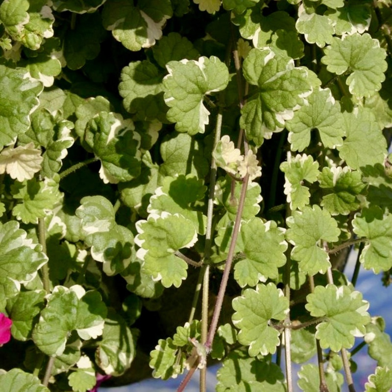 Catmint – NEPETA ‘Grannilocks’
