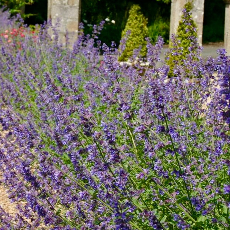 Catmint – NEPETA mussinii|3 plug plants|6 plug plants|1 x 9cm pot|3 x 9cm pots|Seeds