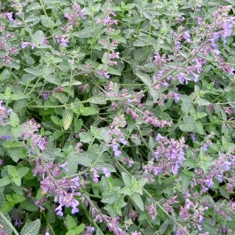 Catmint – NEPETA x faassenii|3 plug plants|6 plug plants|1 x 9cm pot|3 x 9cm pots|Seeds