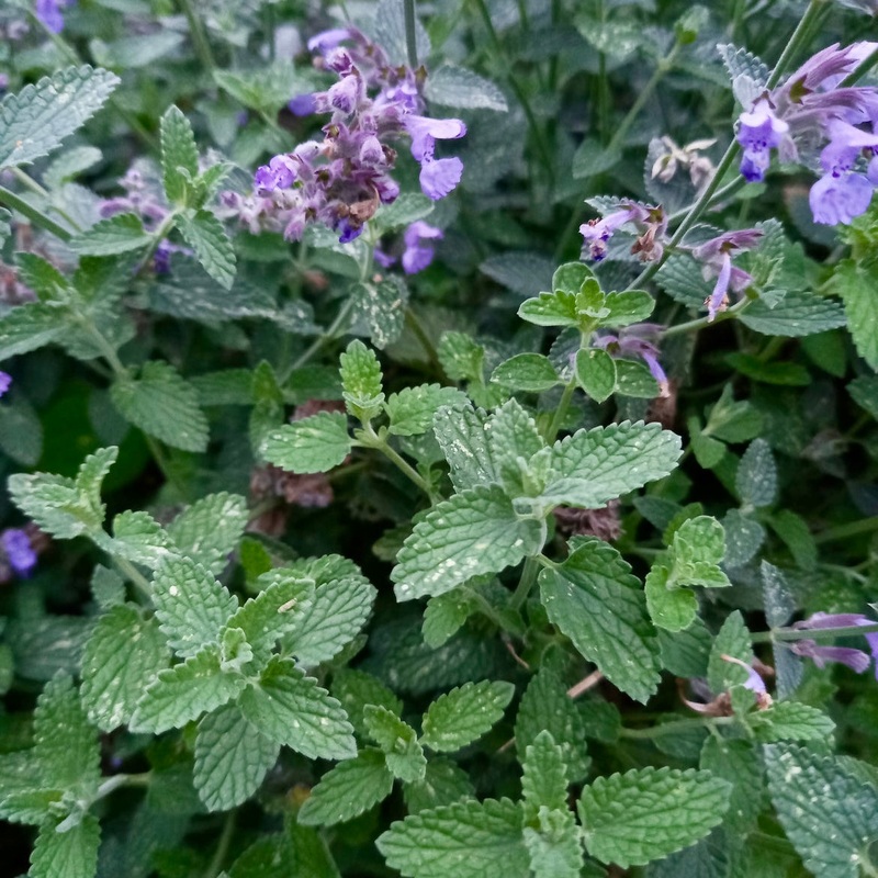 Catmint – NEPETA x faassenii ‘Walkers Low’