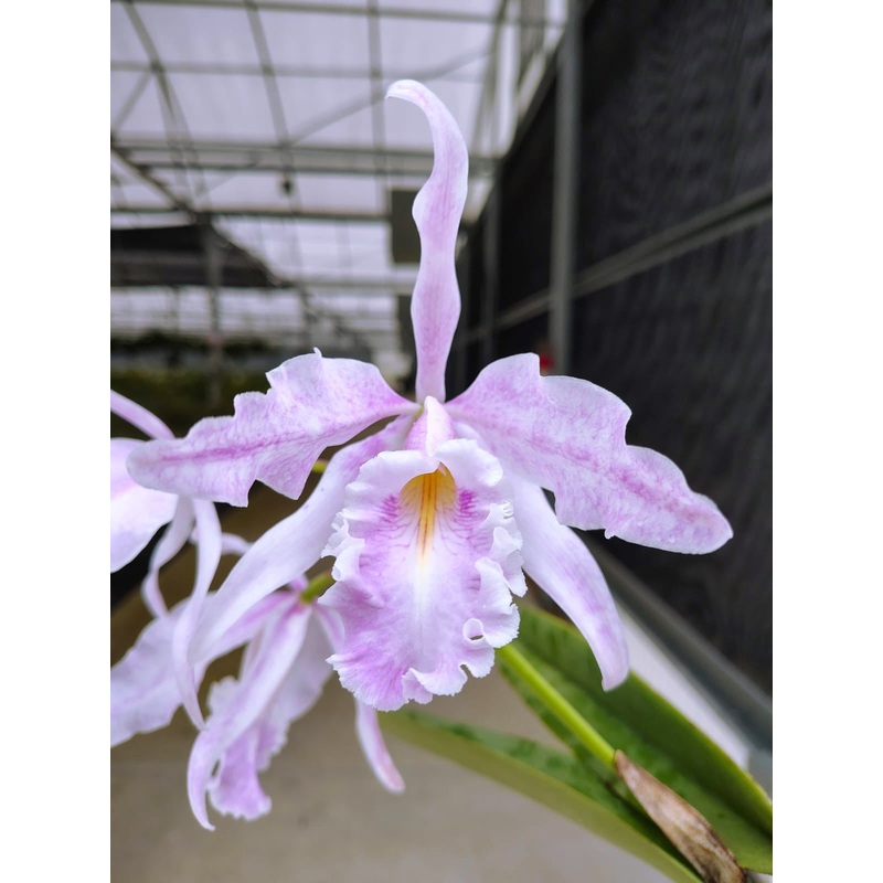Cattleya maxima ‘Pink Princess’