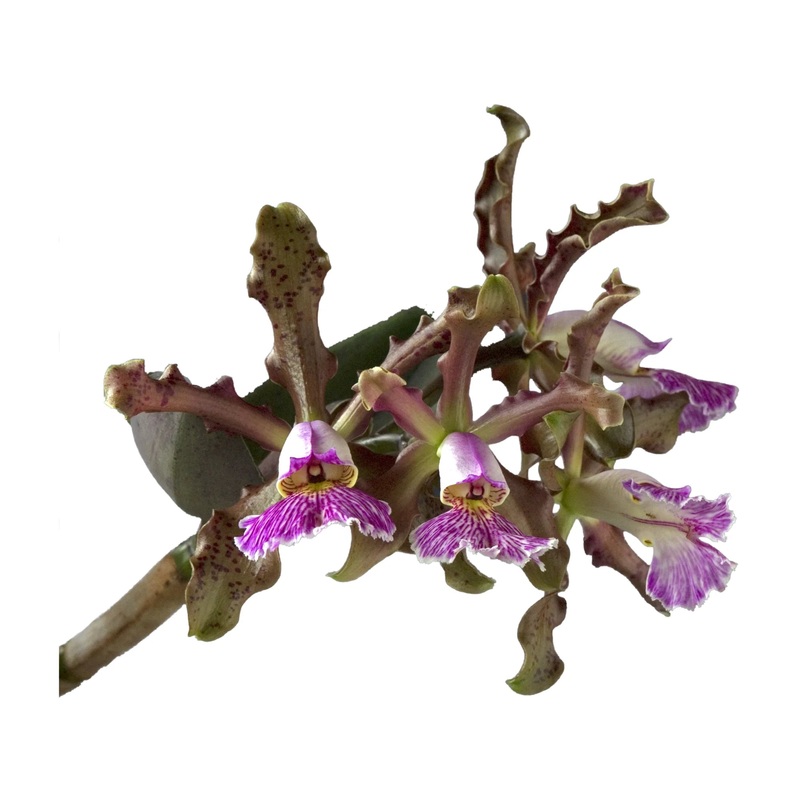 Cattleya schilleriana
