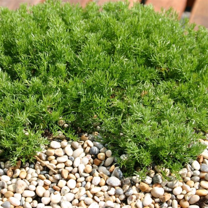 Chamomile nobile ‘Treneague’  – (Chamaemelum) comm. Chamomile ‘Lawn’