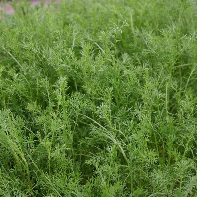 Chamomile, Sweet  – (Chamaemelum nobilis) (Flowering)