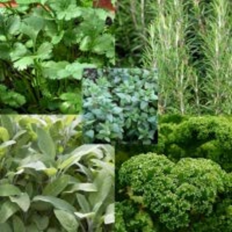 Culinary Herb Collection|3 plugs|6 plugs|12 plugs|3 x 9cm pots|6 x 9cm pots|12x 9cm pots