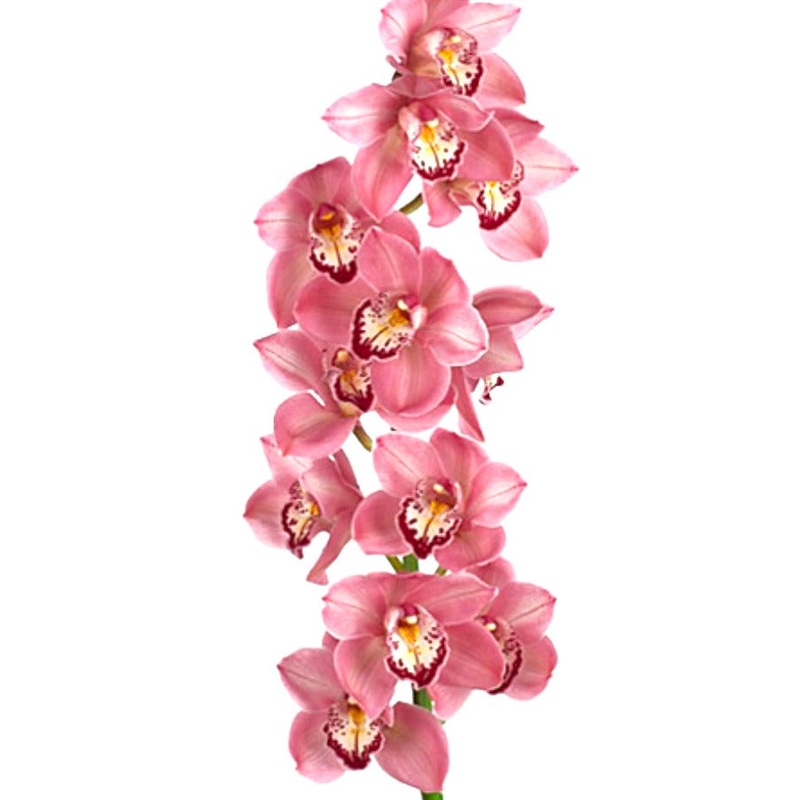 Cymbidium Jet Set Special Pink