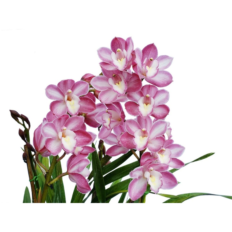 Cymbidium Pn432 Enzan Stream ‘orpheus’