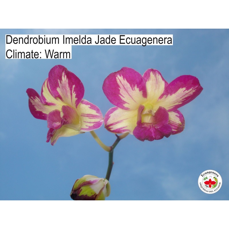 Dendrobium Imelda Jade Ecuagenera