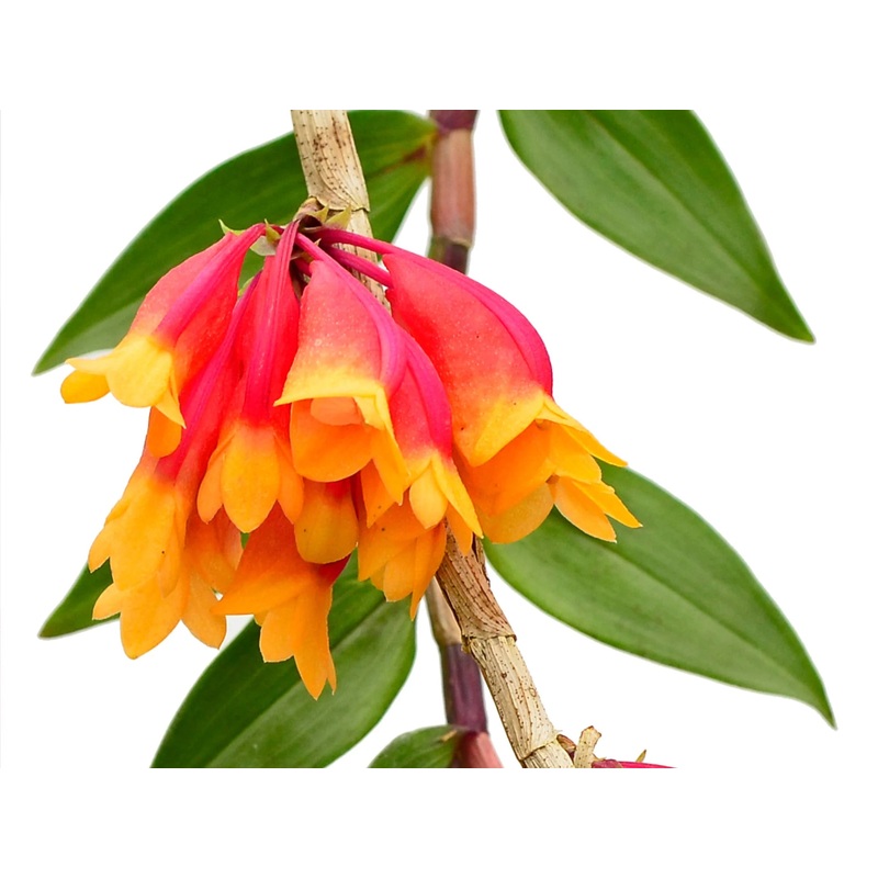 Dendrobium lawesii red yellow x sib