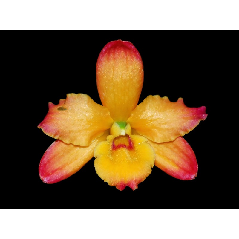 Dendrobium nobile ‘Ingrid Anaranjado’