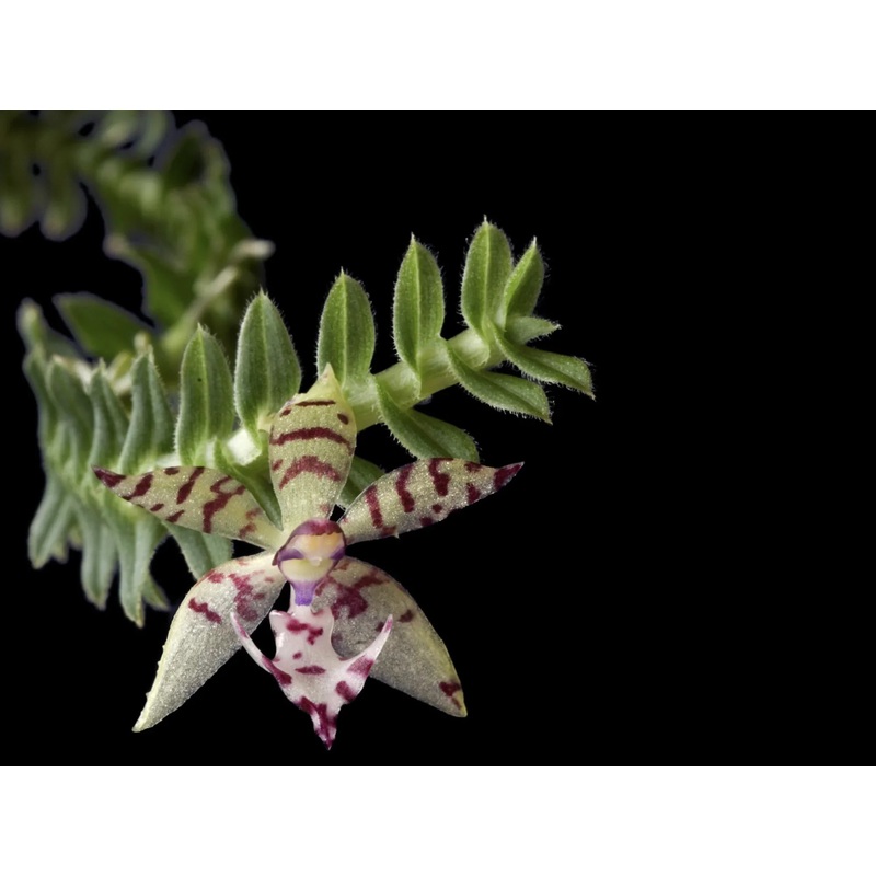 Dichaea hystricina
