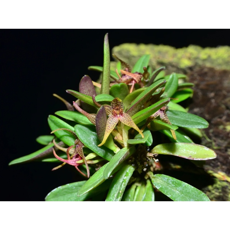 Dryadella clavellata