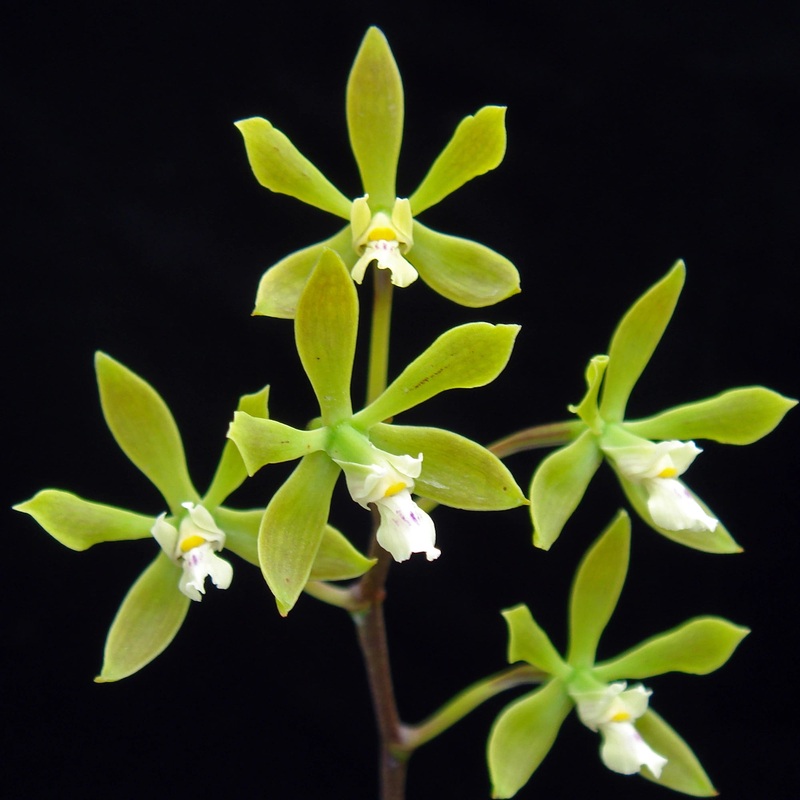Encyclia ceratistes