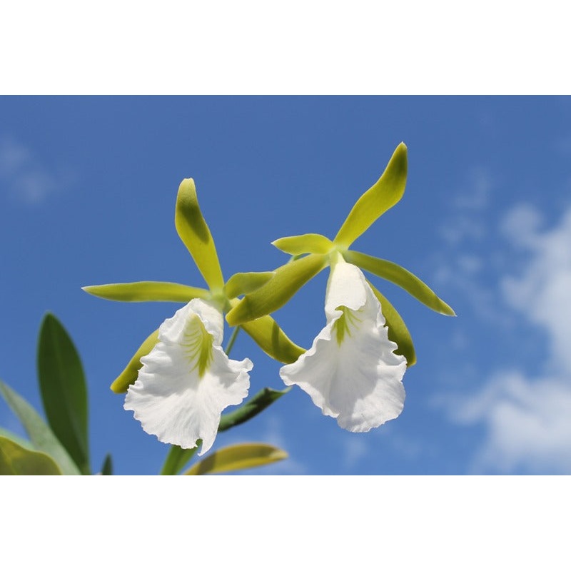 Encyclia mariae