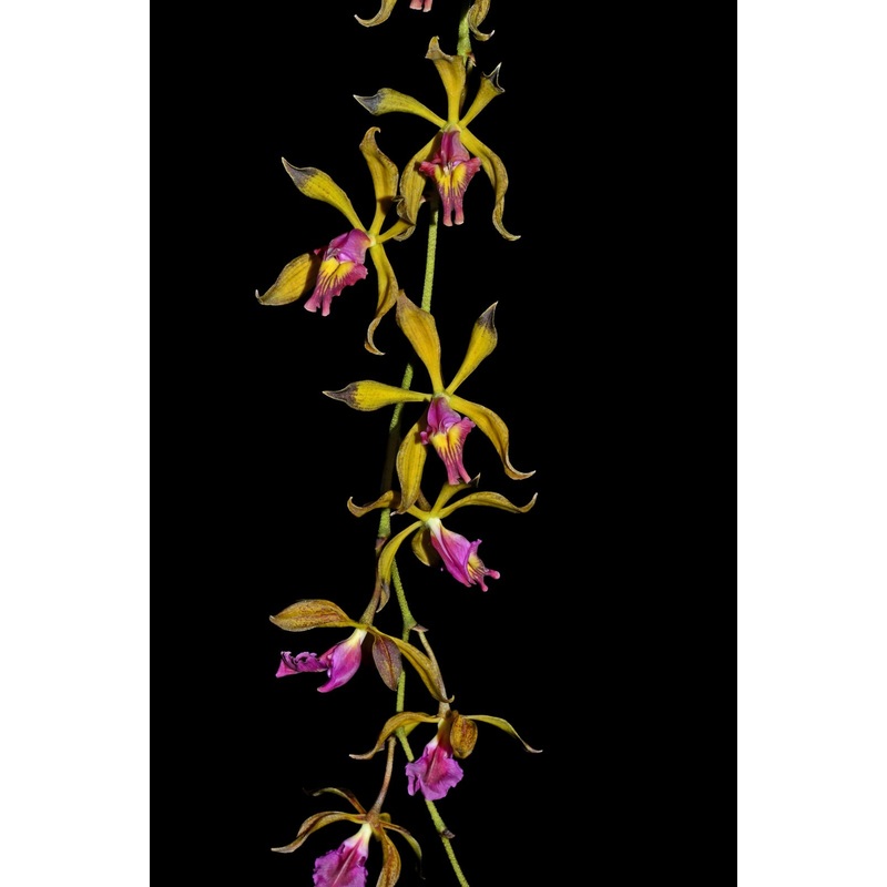 Encyclia plicata